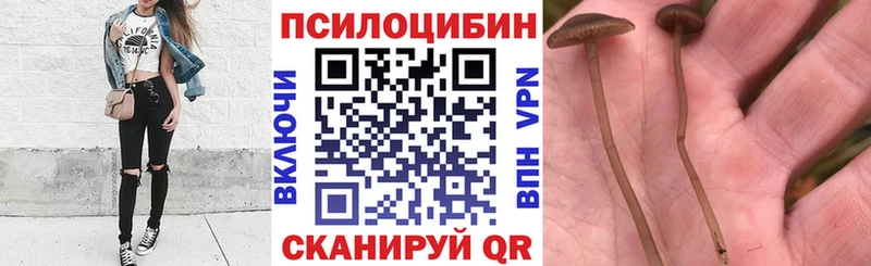 Купить где Елизово Псилоцибиновые грибы Magic Shrooms